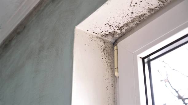 Best Industrial Mold Remediation  in Traer, IA
