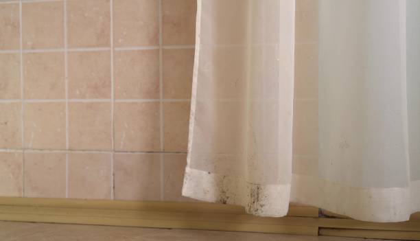Best Attic Mold Removal  in Traer, IA