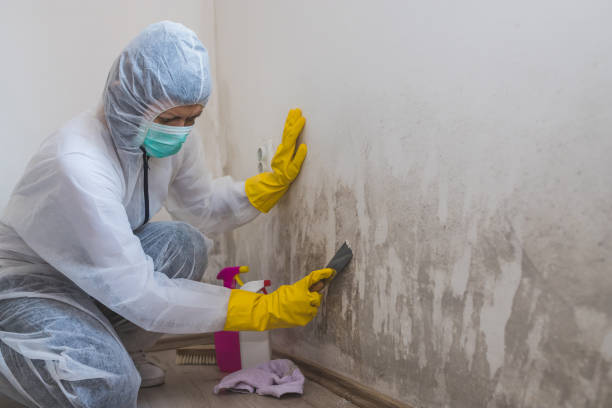 Best Airborne Mold Testing  in Traer, IA