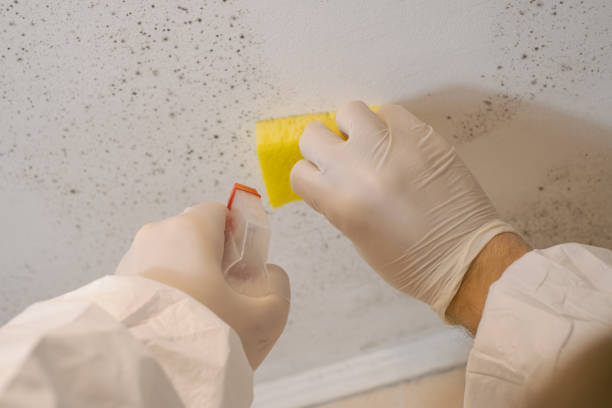 Professional Mold Removal in Traer, IA