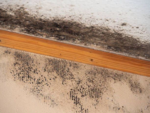 Best Emergency Mold Remediation  in Traer, IA
