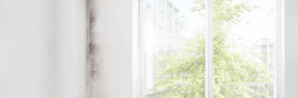 Best Mold Documentation for Insurance Claims  in Traer, IA