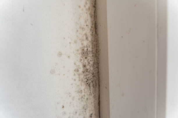 Best Mold Remediation for Vacation Homes  in Traer, IA
