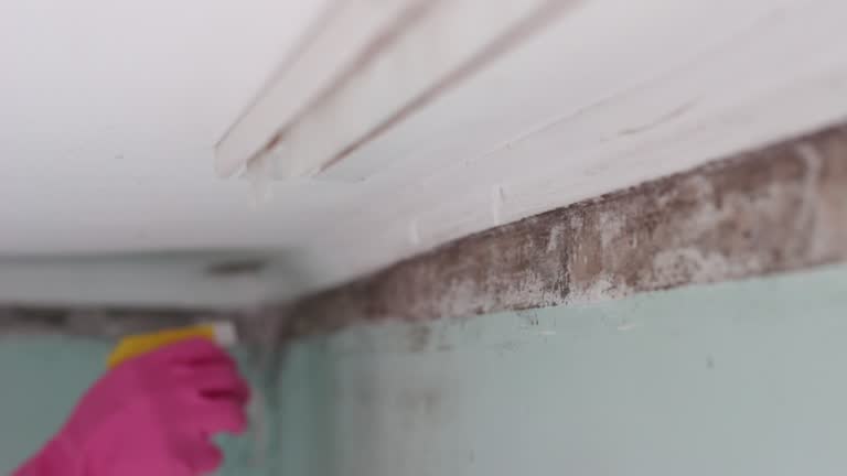 Best Comprehensive Air Testing for Mold Contaminants  in Traer, IA
