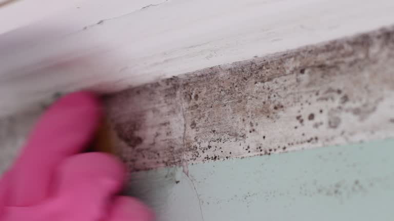 Mold Remediation for Vacation Homes in Traer, IA